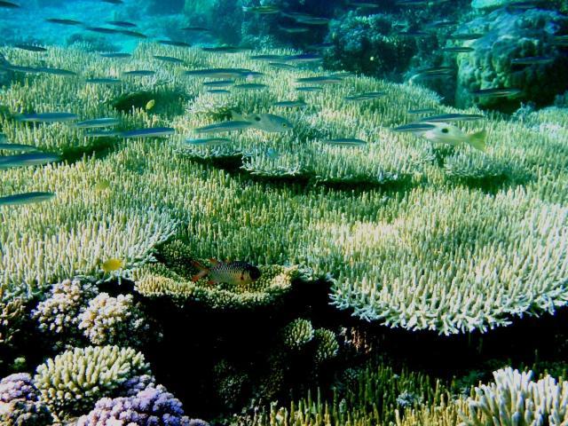 Bolilanga Island Resort - Togean Island Angkayo 外观 照片