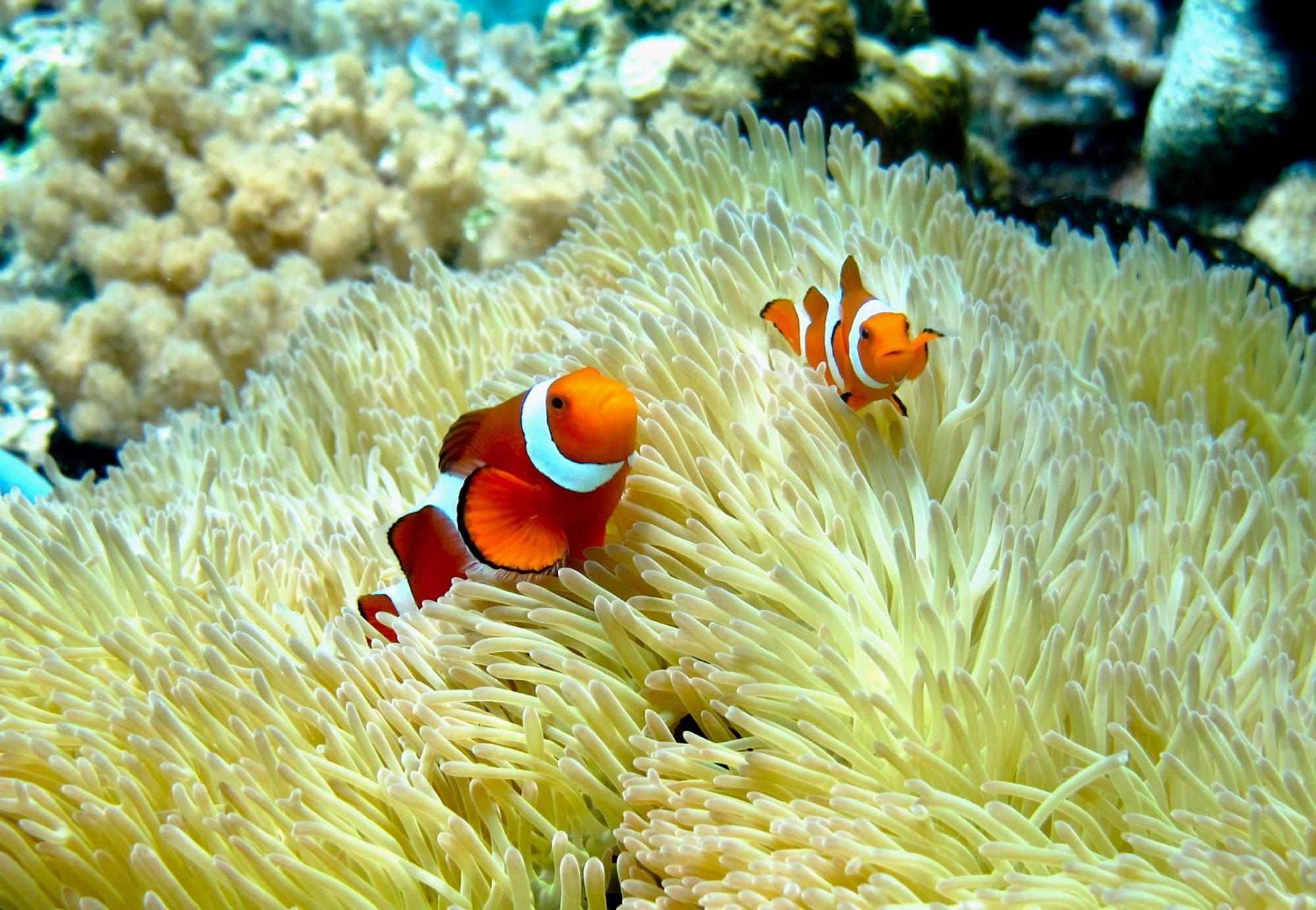 Bolilanga Island Resort - Togean Island Angkayo 外观 照片